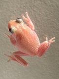 T+ Albino Snowflake Whites Tree Frog