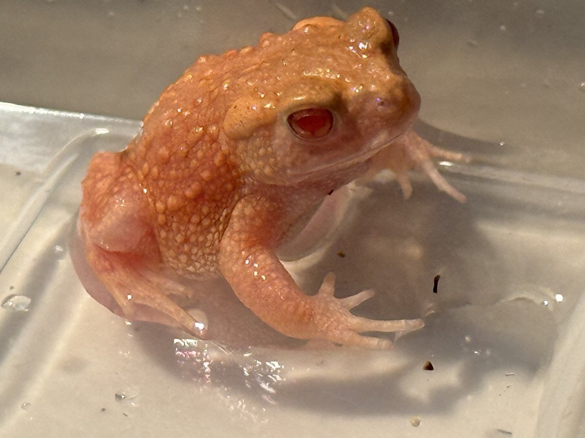Albino Asiatic Toad - Bufo gargarizans