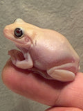 T+ Albino Whites Tree Frog