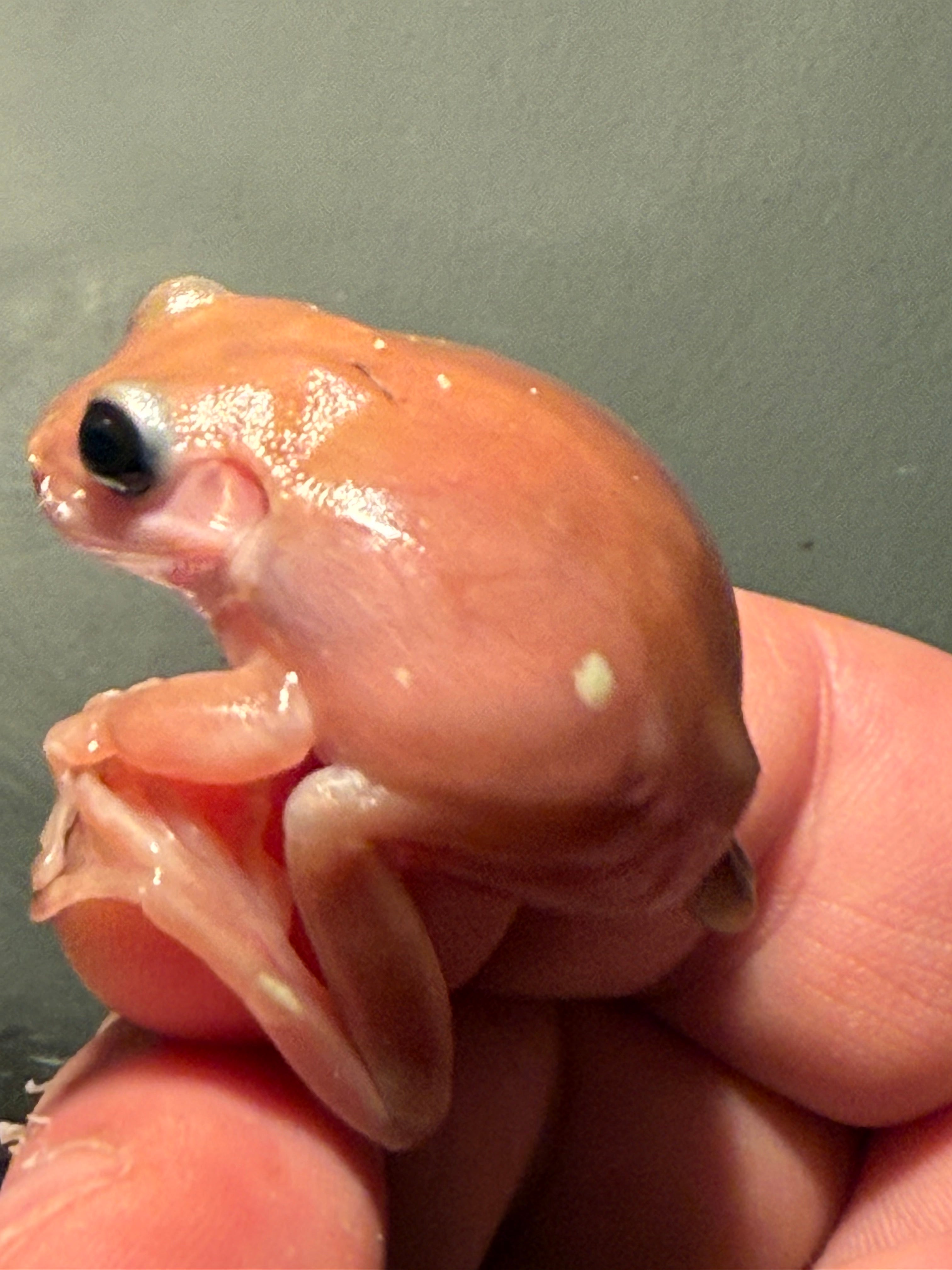 Black Eye Jelly Whites Tree Frog