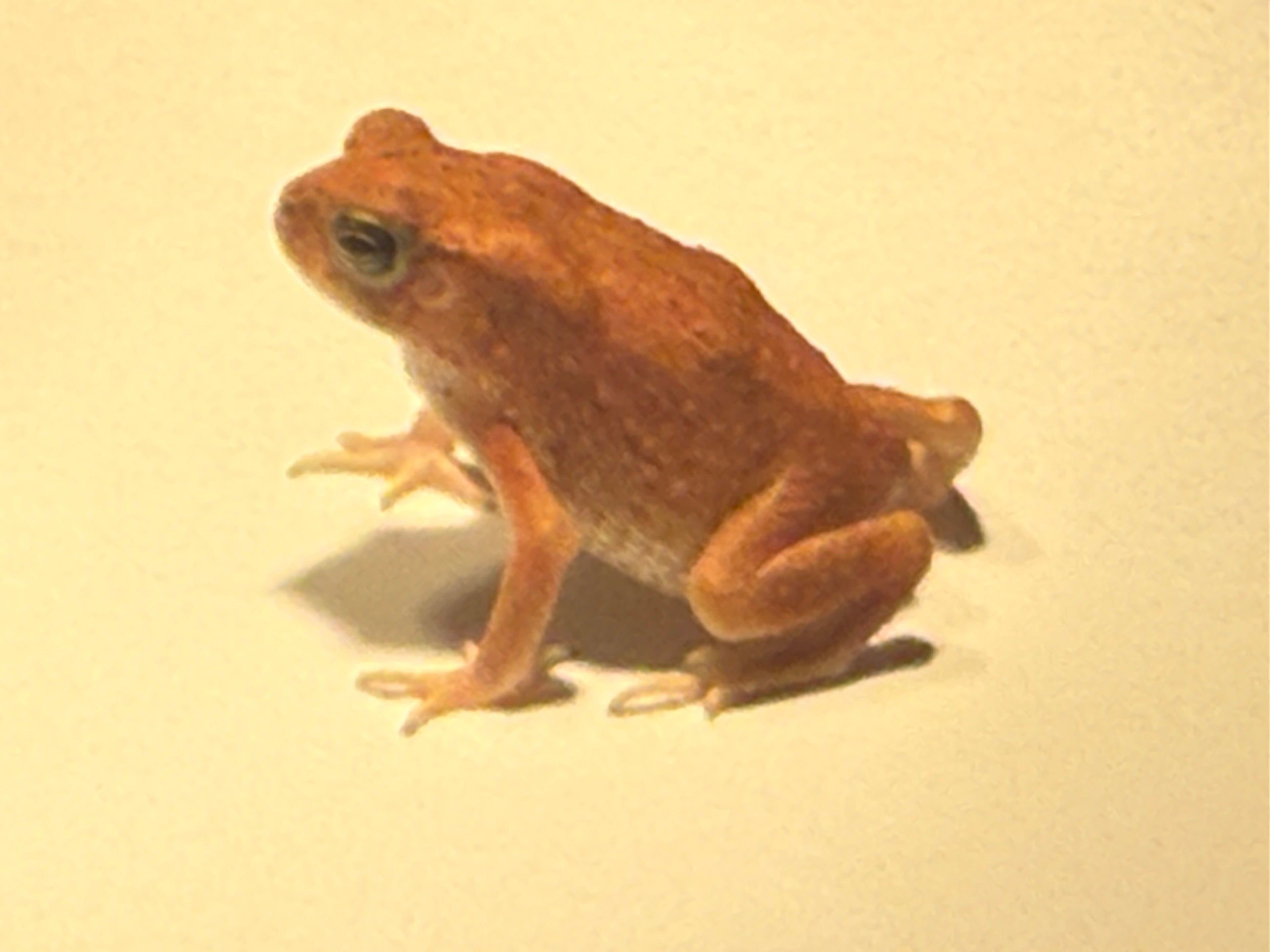 Red Morph Chocolate Chip Toad