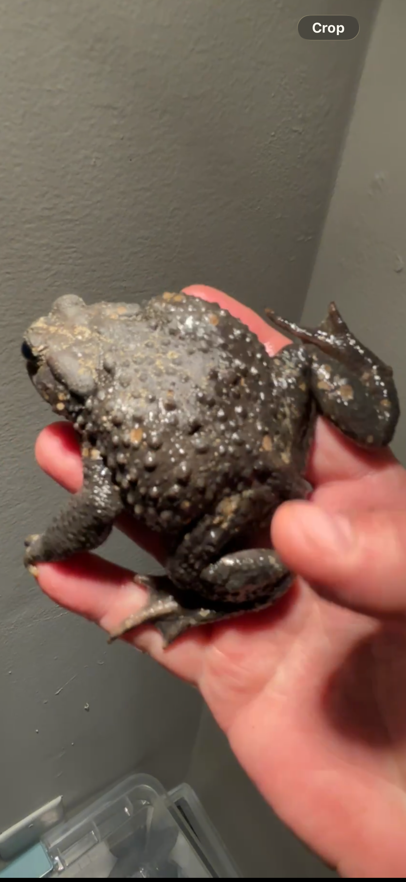 Melanistic Bufo gargarizans