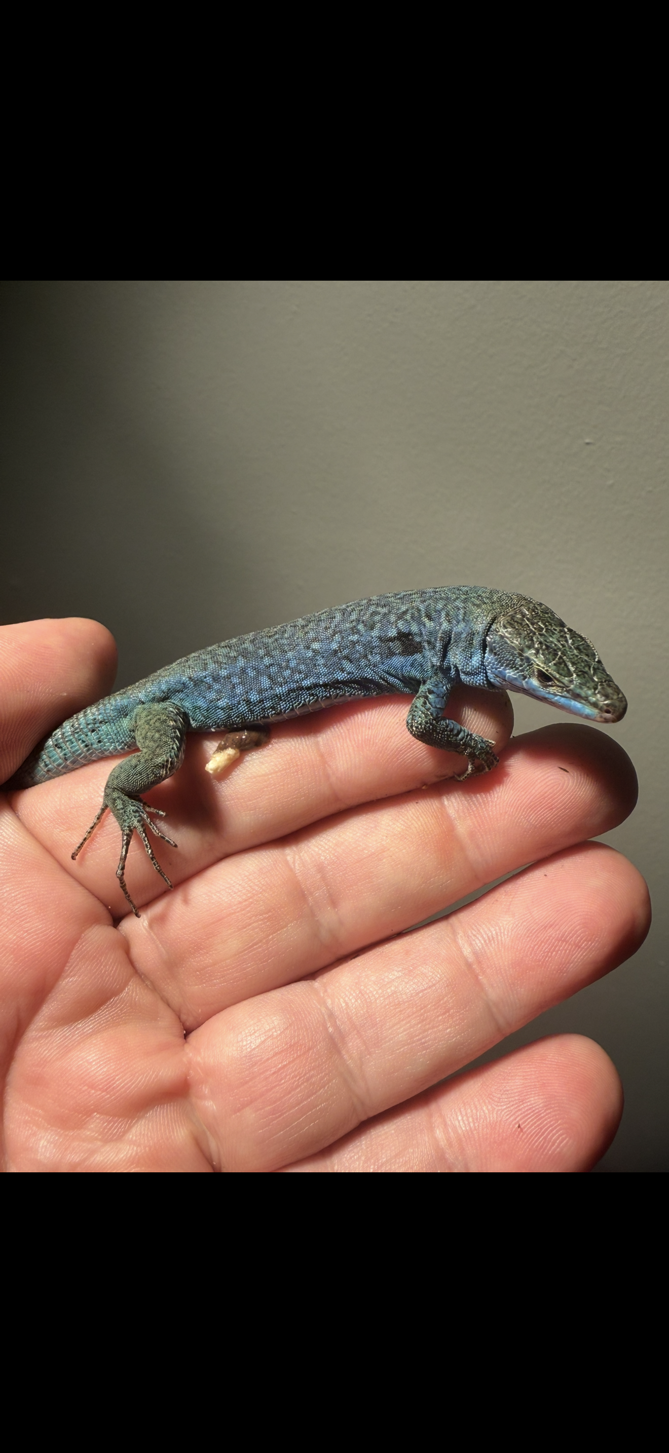 Santo Lani Wall Lizard