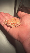 T- Albino Red Spotted Bufo gargarizans.