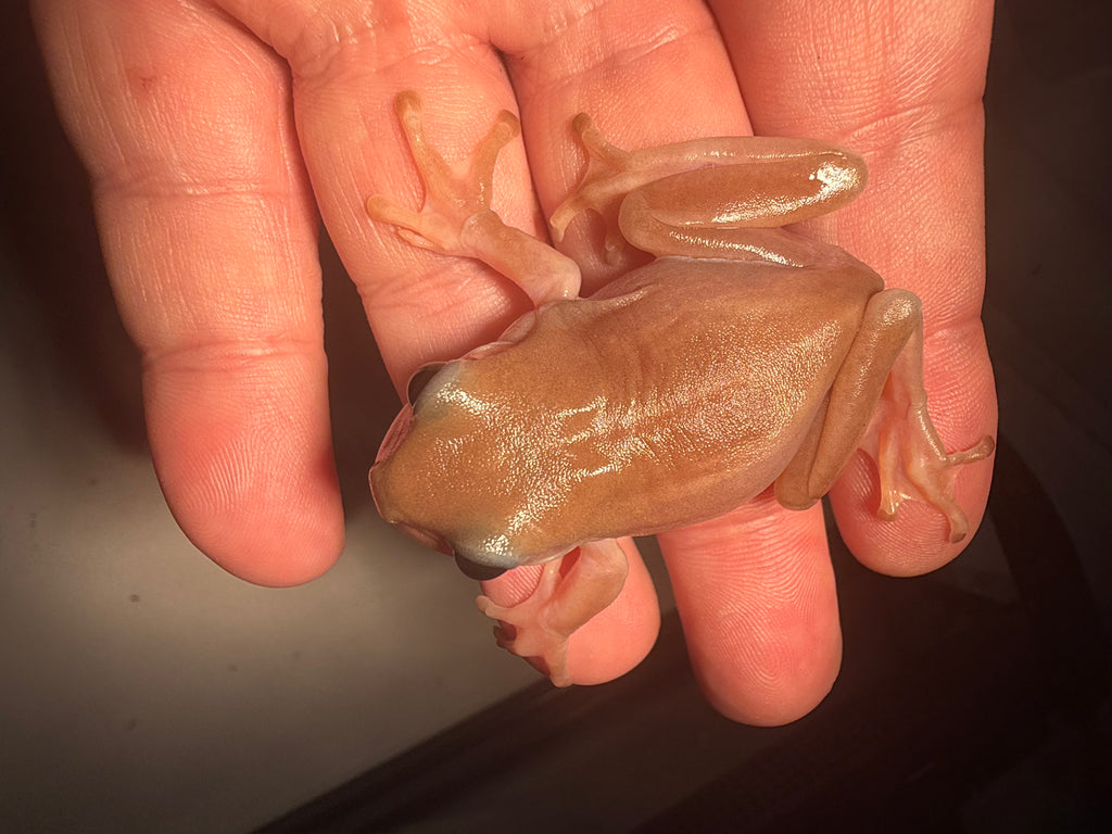 Black Eye Jelly Whites Tree Frog