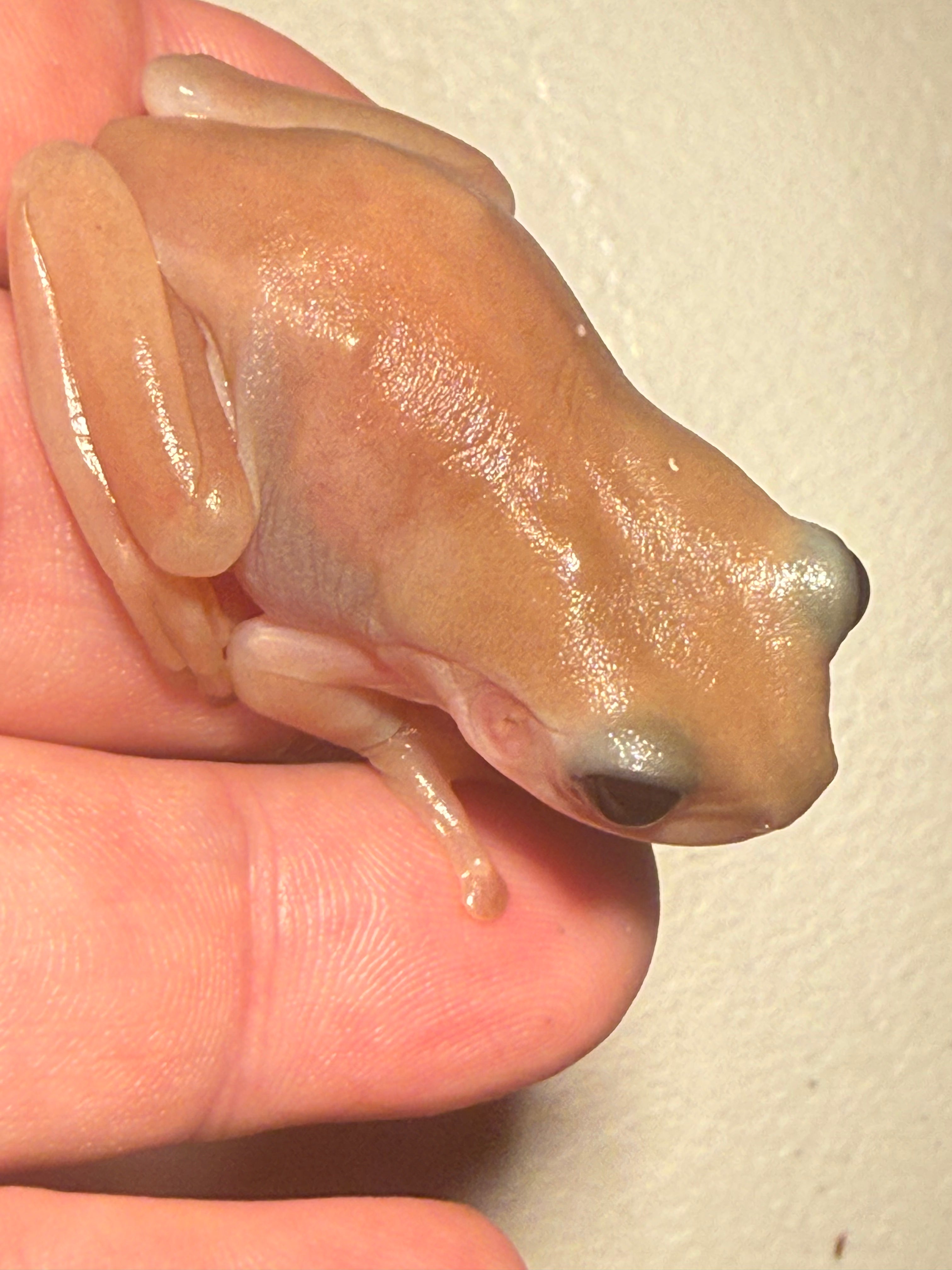 Black Eye Jelly Whites Tree Frog