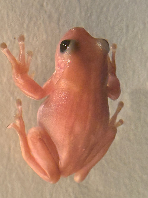 Black Eye Jelly Whites Tree Frog